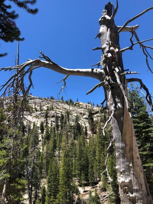 Апартаменты Mammoth Awesome Location-1 Min To Shuttles & Food! Toml-Cpan-11402 Маммот Лейкс Экстерьер фото
